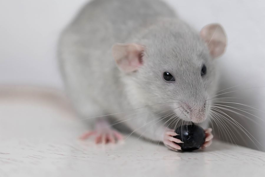 Dangers Of Living With Rats and Mice